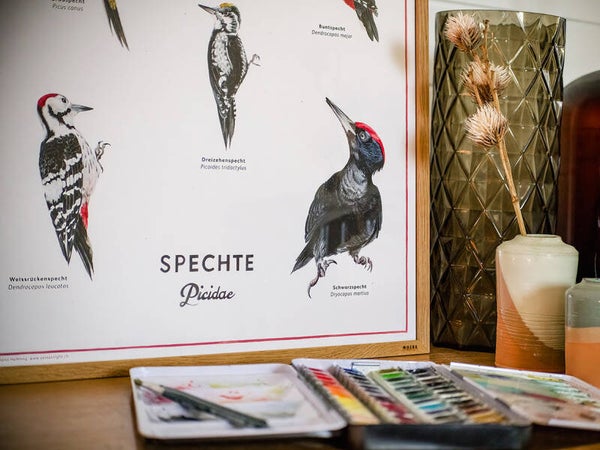 POSTER "SPECHTE DER SCHWEIZ"