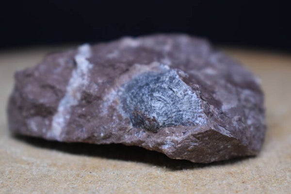 Jaspe brun avec structure fossilifère 73g