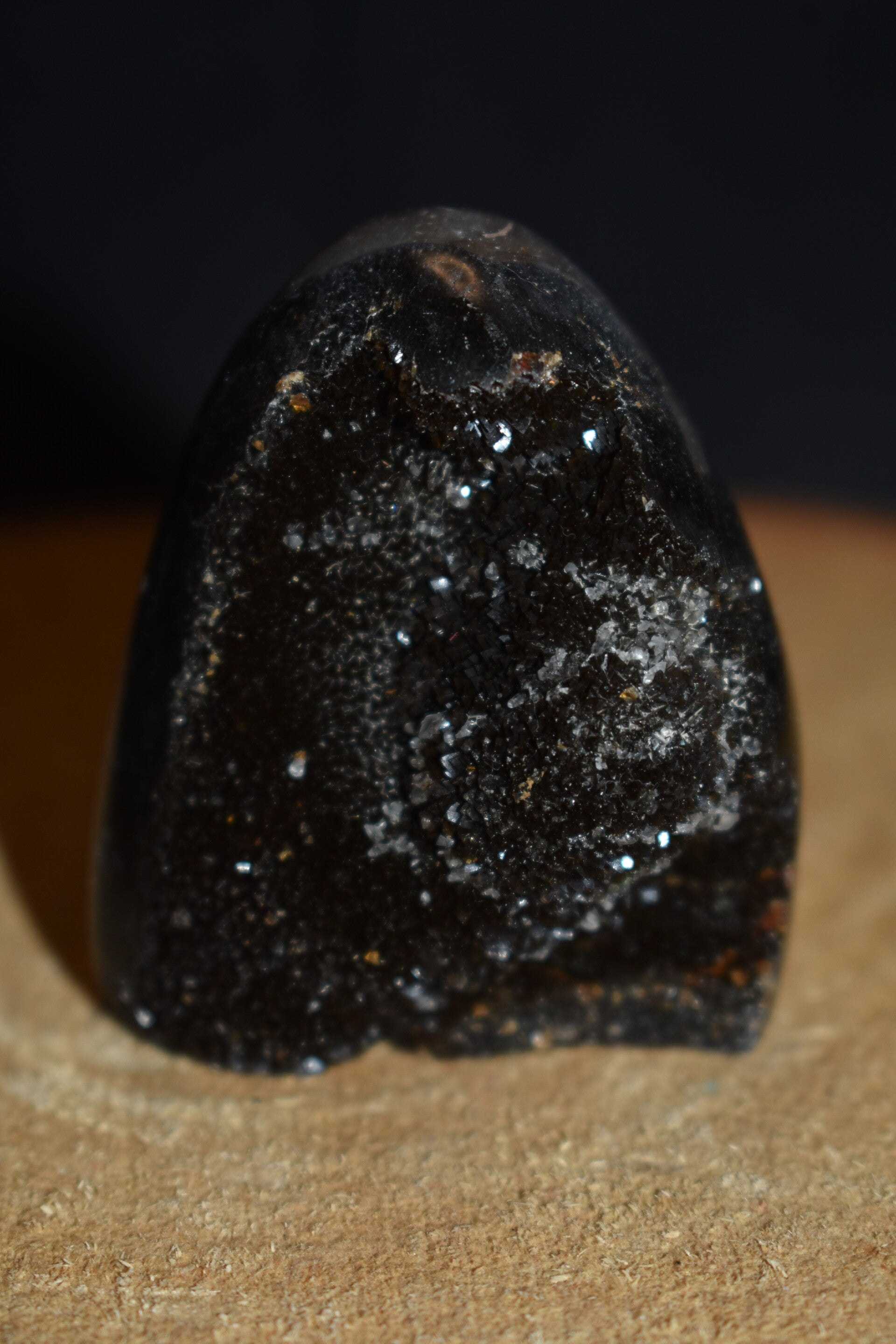 Bébé Séptaria Sauvage