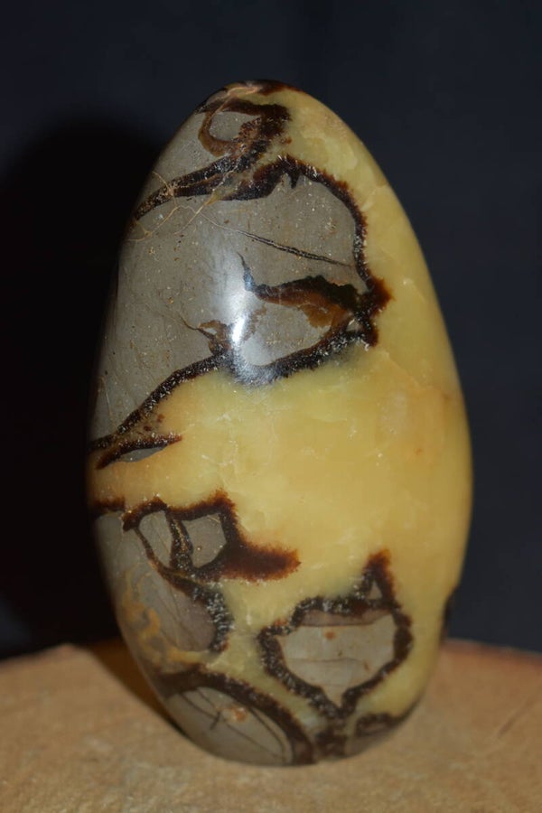 Séptaria Sauvage Forme Libre