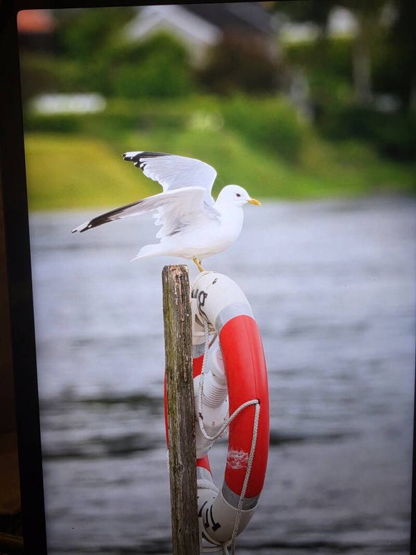 Seagull