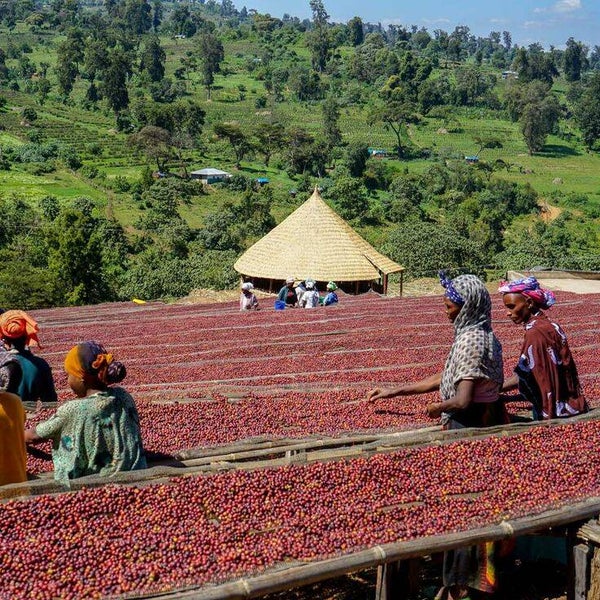 Ethiopia Djimma