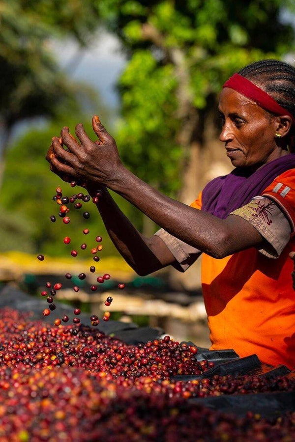 Ethiopia Sweet Berry Coffee Beans – Single Origin