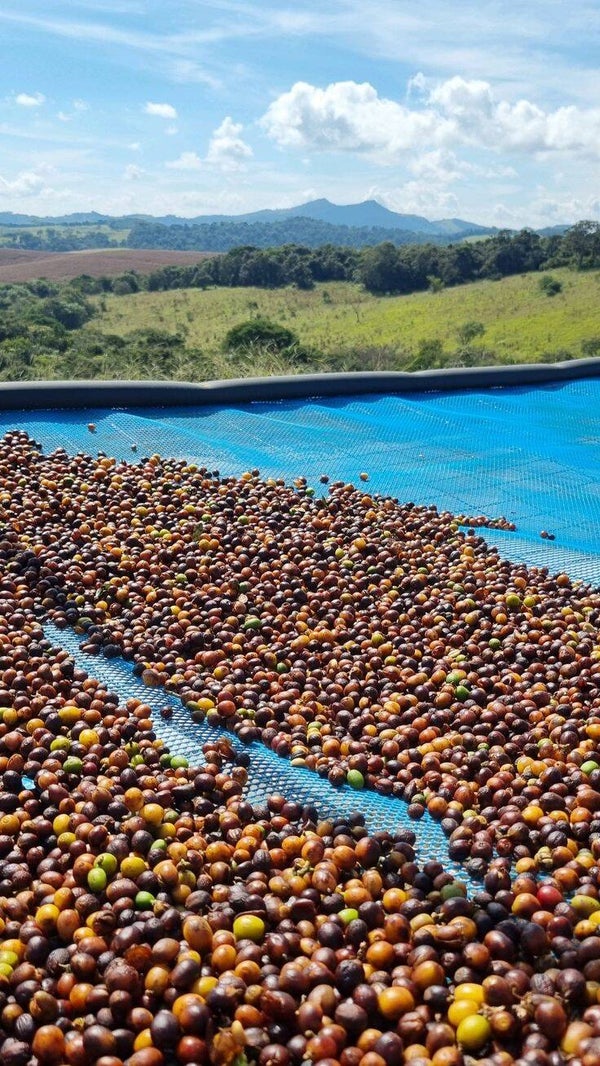 Brazil Guima Estate Coffee Beans