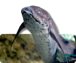 Westafrikanischer Lungenfisch