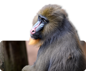 Mandrill