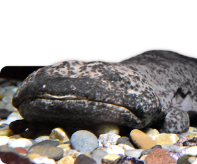 Chinesischer Riesensalamander