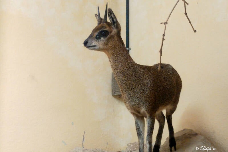 Abessinischer Klippspringer | Zoo Frankfurt | 18.06.2017