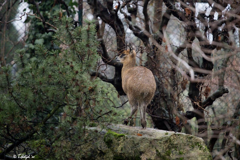Abessinischer Klippspringer | Zoo Frankfurt | 30.12.2017