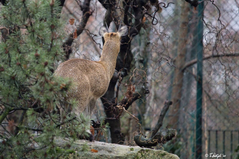Abessinischer Klippspringer | Zoo Frankfurt | 30.12.2017