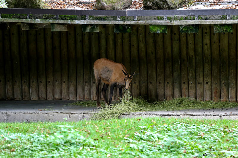 Abruzzengämse | Tierpark Hellabrunn, München | 15.08.2018