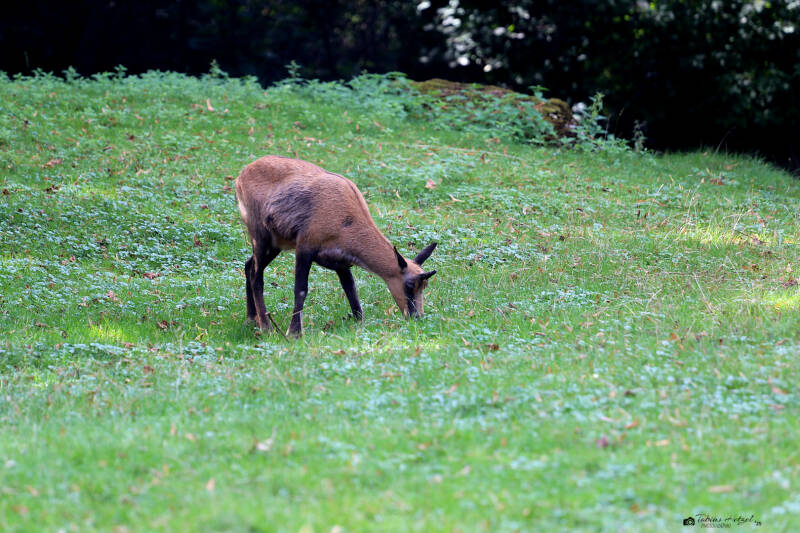Abruzzengämse | Tierpark Hellabrunn, München | 15.08.2018