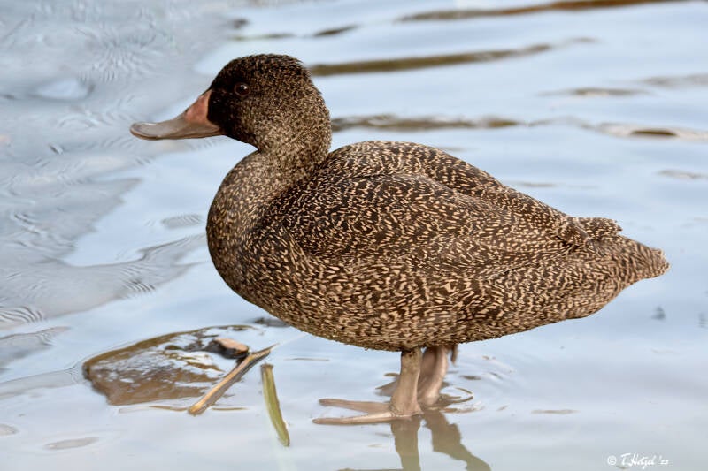Affengans | Kölner Zoo | 03.12.2023