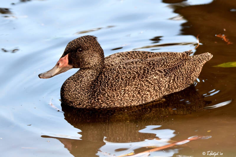 Affengans | Kölner Zoo | 03.12.2023