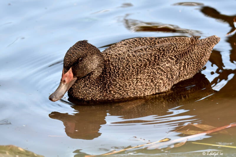 Affengans | Kölner Zoo | 03.12.2023