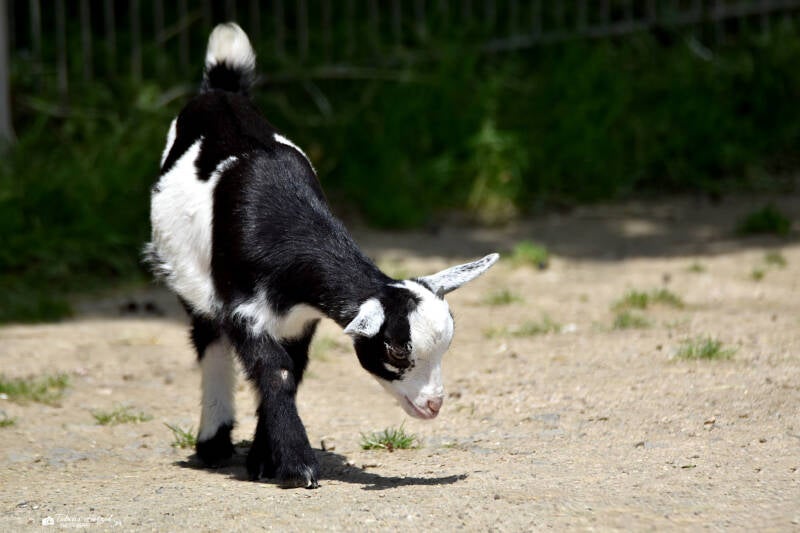 Afrikanische Zwergziege | Tiergarten Worms | 18.05.2023