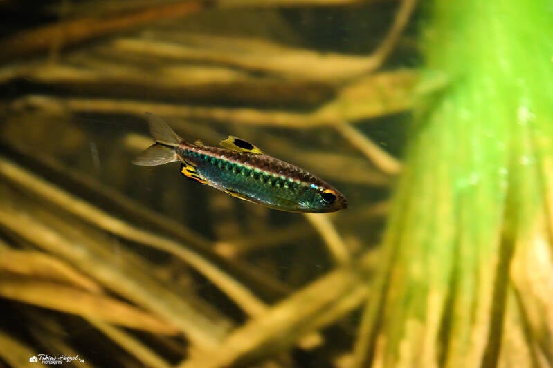 Afrikanischer Großschuppensalmler | Zoo Frankfurt | 28.09.2024