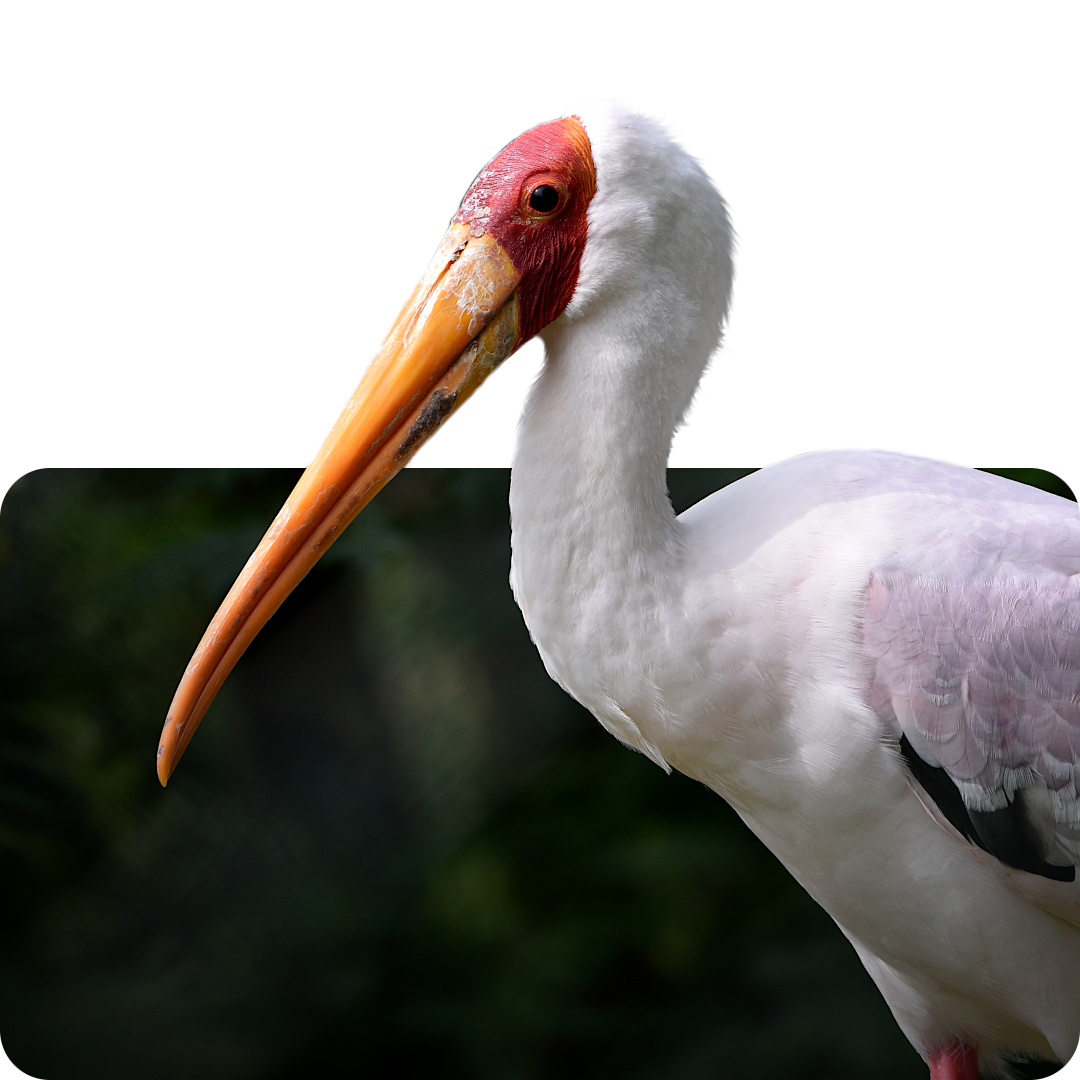 Nimmersatt | Fotodatenbank | TobisZoophotoark Nimmersatt | Fotodatenbank | TobisZoophotoark