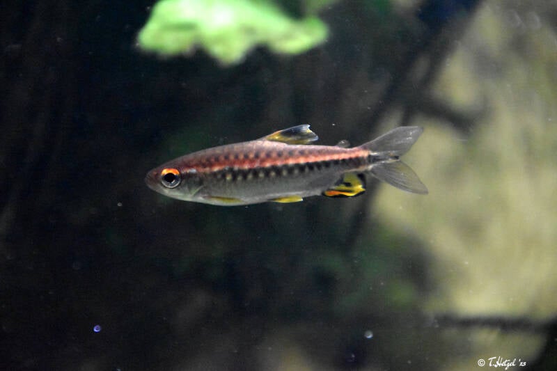 Afrikanischer Großschuppensalmler | Wilhelma Stuttgart | 16.06.2023