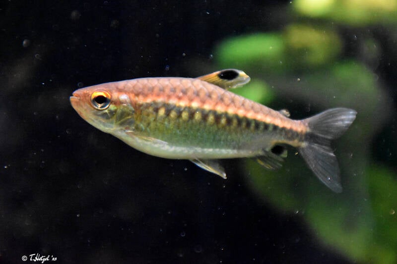 Afrikanischer Großschuppensalmler | Wilhelma Stuttgart | 16.06.2023