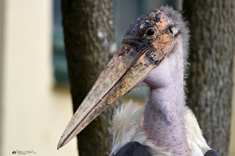 Marabu | Zoo Neuwied | 30.01.2022