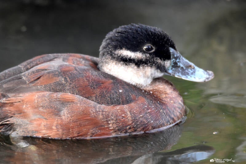 Afrikaruderente | Kölner Zoo | 27.12.2021