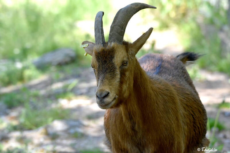 Afrikanische Zwergziege