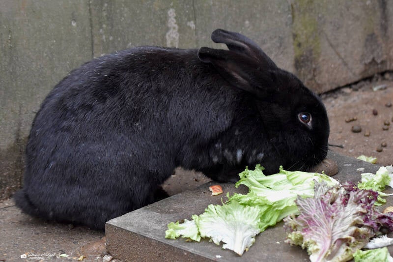 Alaska | Tierpark Göppingen | 10.03.2023
