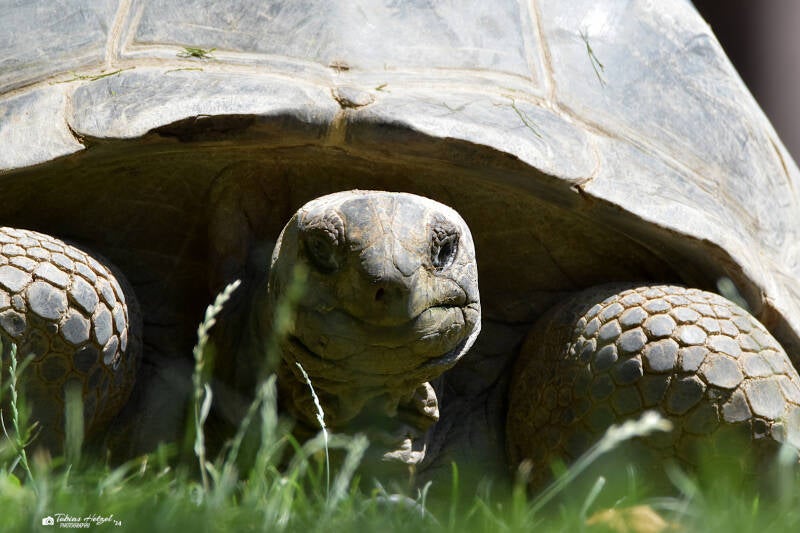 Aldabra-Riesenschildkröte