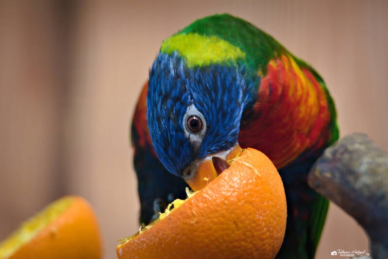 Allfarblori (kein Art- oder Unterartenstatus) | Vogelpark Schotten | 27.04.2024