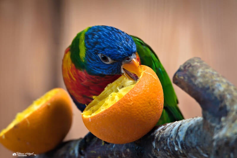 Allfarblori (kein Art- oder Unterartenstatus) | Vogelpark Schotten | 27.04.2024