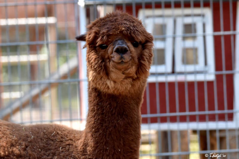 Alpaka