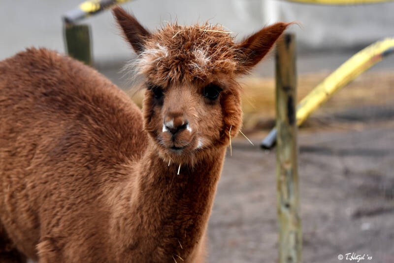 Alpaka