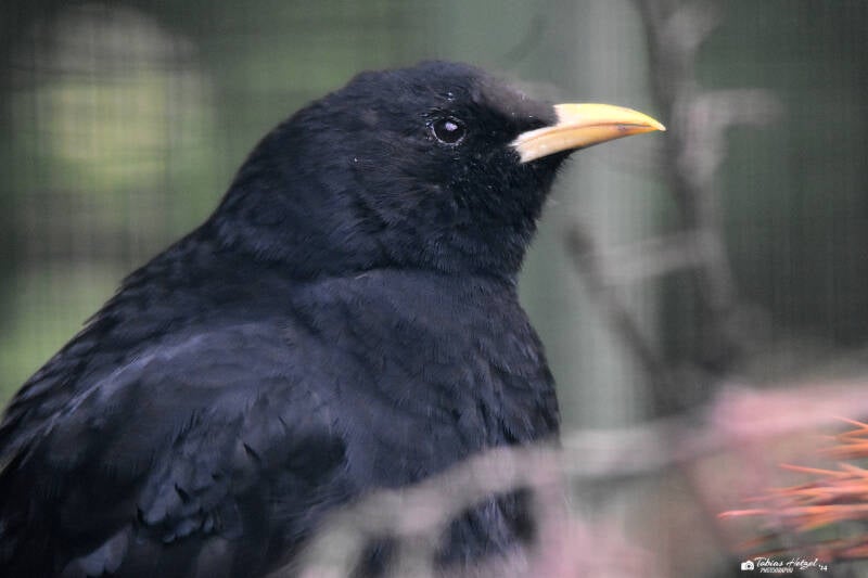 Alpendohle | Zoo Plzen | 17.09.2022