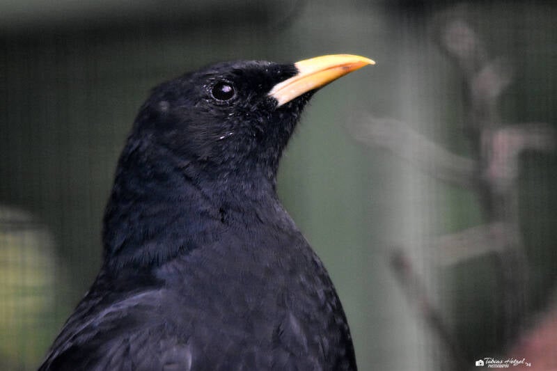 Alpendohle | Zoo Plzen | 17.09.2022