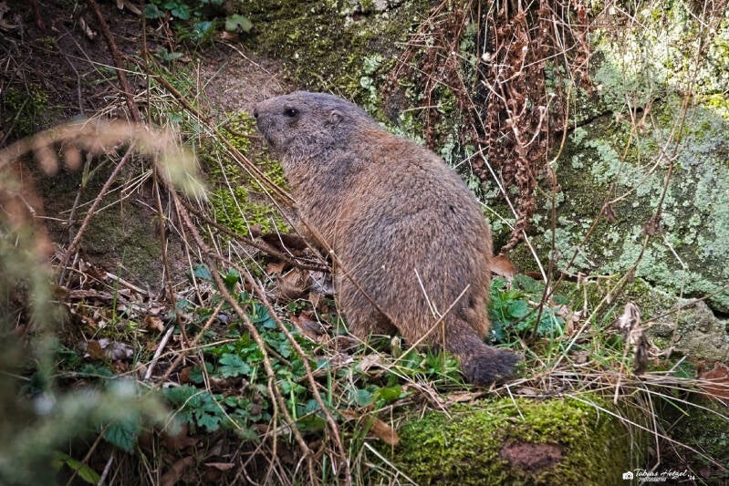Alpenmurmeltier | Tiergarten Nürnberg | 17.03.2024