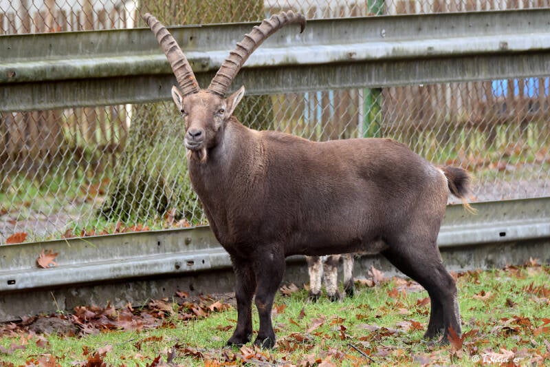 Alpensteinbock