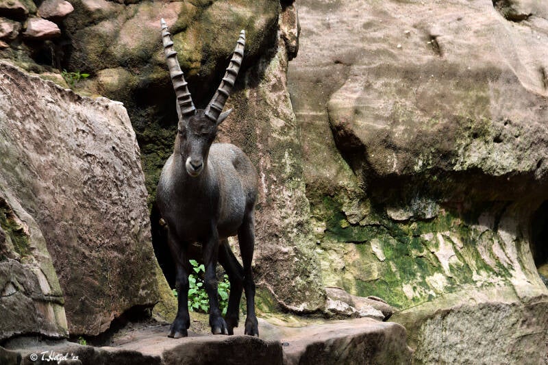 Alpensteinbock | Tiergarten Nürnberg | 12.08.2023