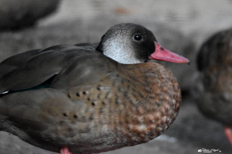 Amazonasente (kein Unterartenstatus) | Zoo Landau | 13.11.2022