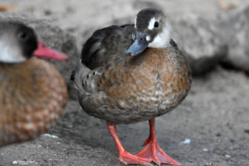 Amazonasente (kein Unterartenstatus) | Zoo Landau | 13.11.2022
