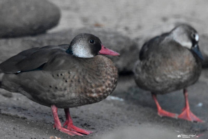 Amazonasente (kein Unterartenstatus) | Zoo Landau | 13.11.2022