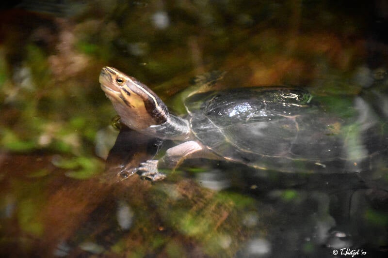 Amboina-Scharnierschildkröte