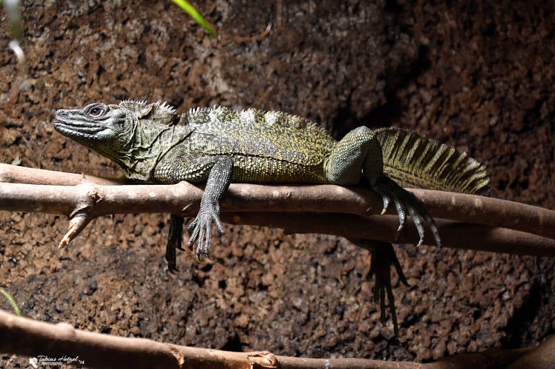 Ambon-Segelechse | Reptilium Landau | 28.12.2022