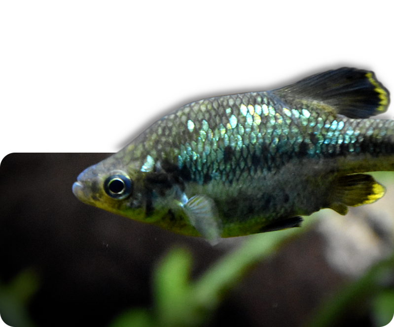 Ameca-Hochlandkärpfling