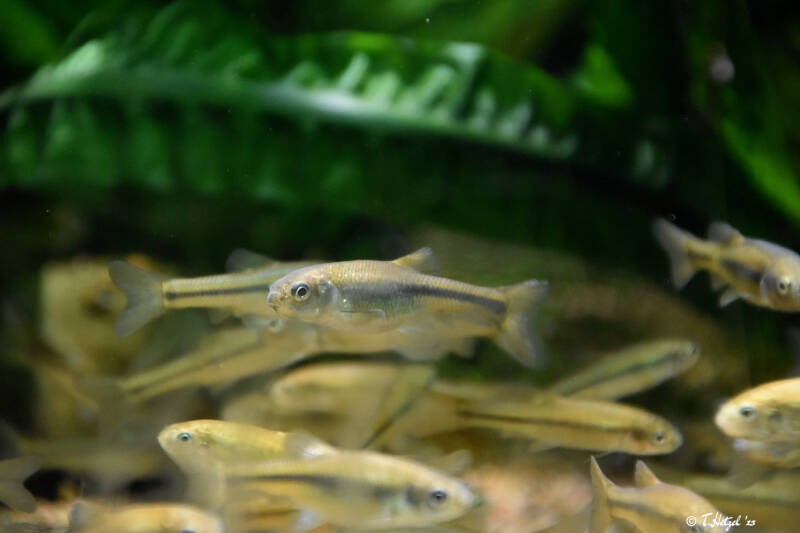 Amerikanische Elritze