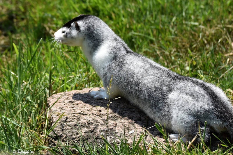 Amerikanischer Nerz (Zuchtformen) | Otterzentrum Hankensbüttel | 10.06.2023