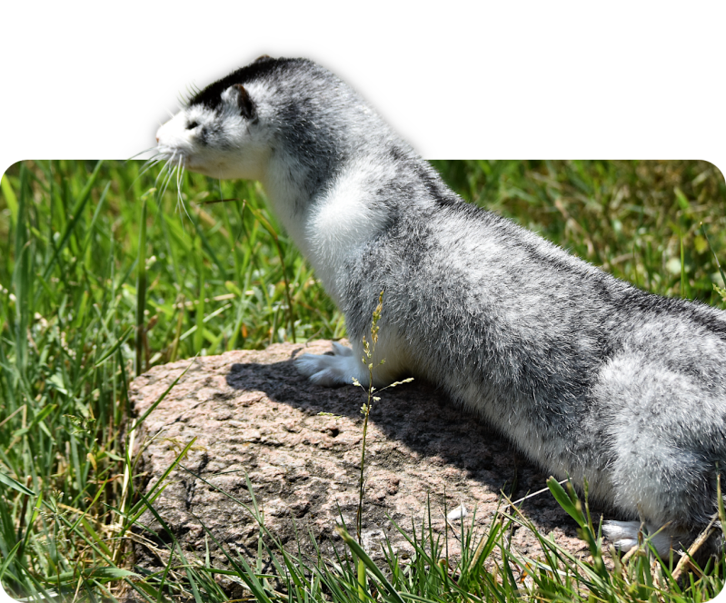 Amerikanischer Nerz (Zuchtformen)