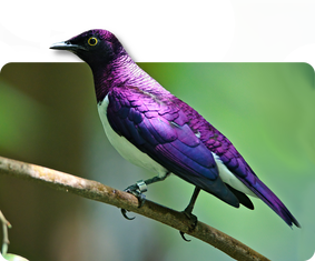 Amethystglanzstar (kein Unterartenstatus)