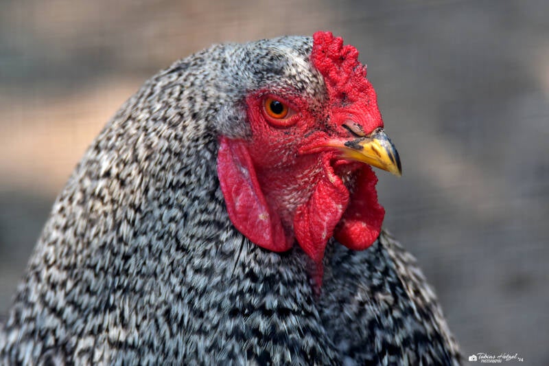 Amrock | Kobelt-Zoo, Frankfurt | 08.05.2022