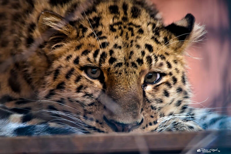 Amurleopard | Amerika-Tierpark Limbach-Oberfrohna | 01.01.2025